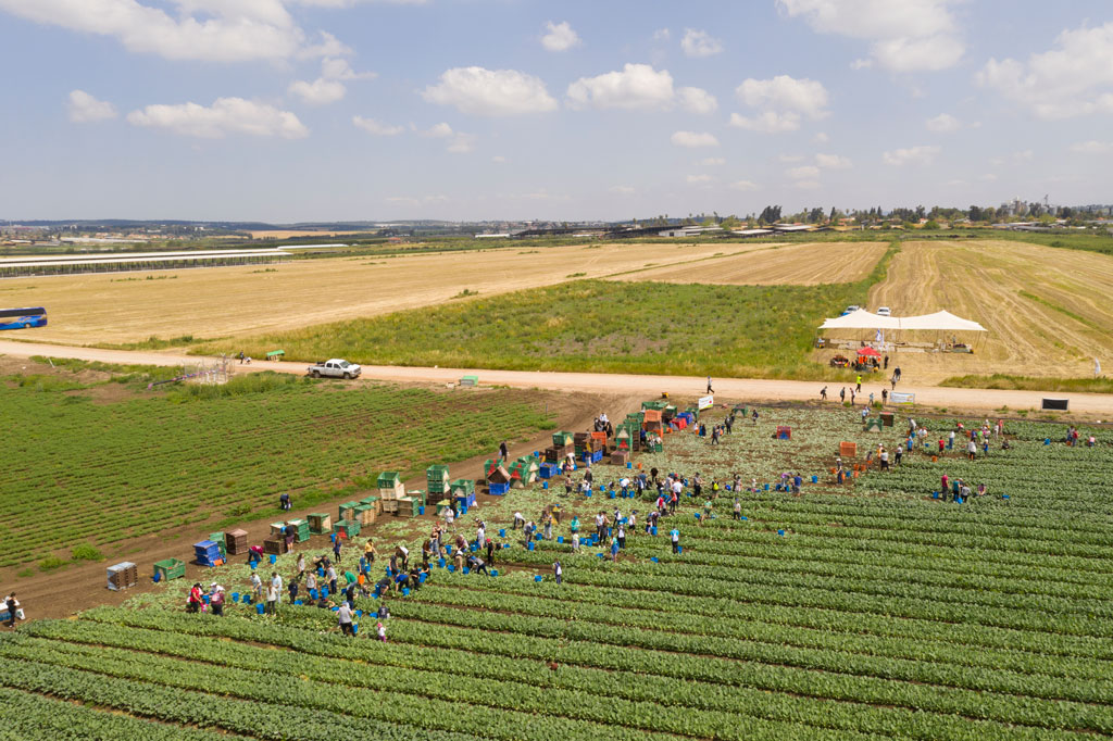 Leket Israel - 19